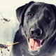 Image for article titled Best use of Photoshop yet may find abandoned dogs a new home
